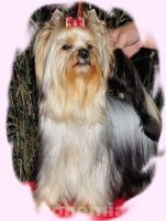 Daisy Oradea