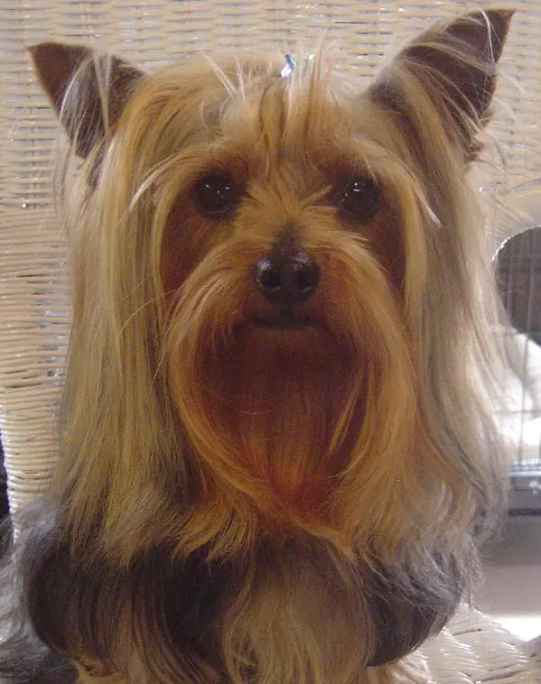 Tex's Captain Stubby of Apison