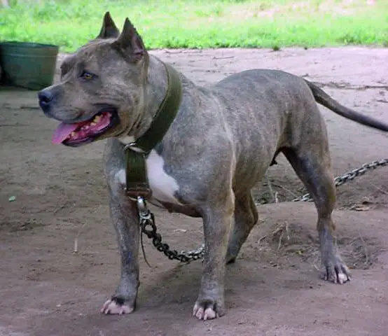 blue brindle razor edge pitbull