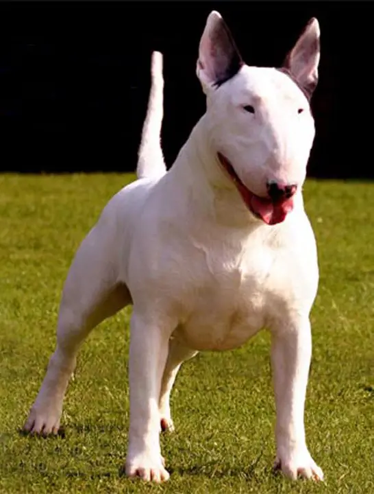 little bull terrier