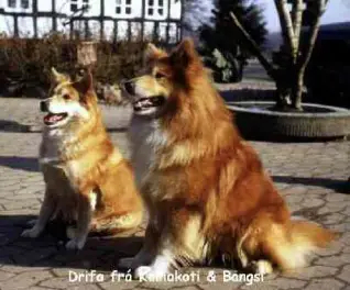 Drífa frá Keldnakoti