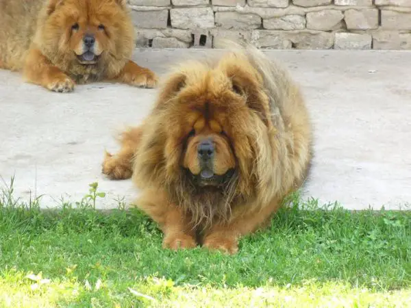 Rajah