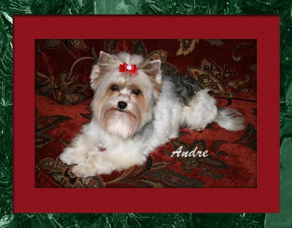 Andre Lil Prince of Morning Dew