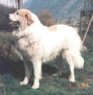 Costa von Huttenbusch
