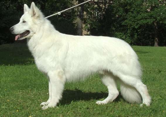 BBI World Winner 2008, CZ Club Winner 2008, BaltW'09, LVW'10 Cherokee Baltic Beauty Du Bois Des Ternes