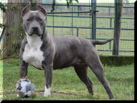 amstaff grey