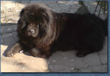 Kwan Yuri Chow Tina Snowland