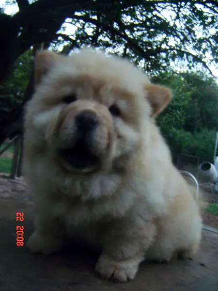 Rosa Special Chows Of Magami's