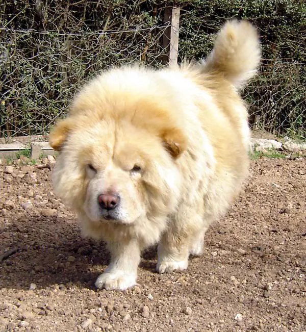 Huma De Moren¿S Dog