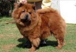 Ayran Hong Tiger Of Kenia