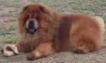 Dreamlands Cody Bo Jangles