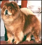 Versaw'S Star Of Justin