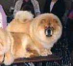 Shoh-Dee¿S Ninney Pooh