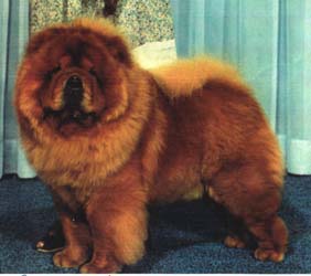 Sweetkin My-Sam's Great Khan