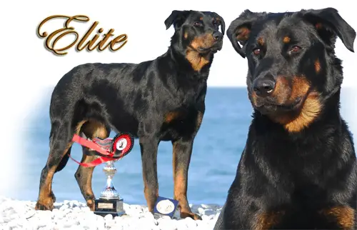 Etoile de l'Ame du Loup