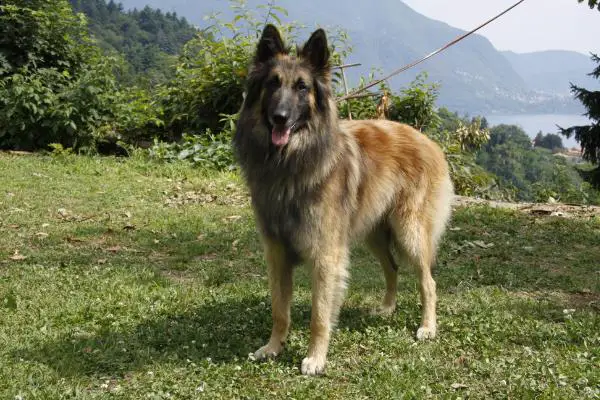 Iago-t
