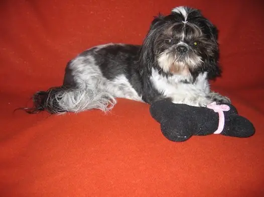 Miss Stella Luna