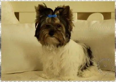 A blue Beauty Boy vom Jakobsquellchen