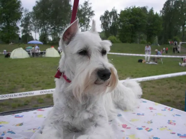 CORSA Hebanowa Sfora in Cori's Meadow