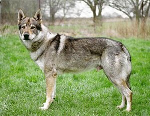 Ceroky Crazy Eden severu