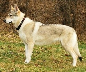 Ishtar z Peronówki