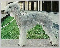 Russkiy Aristocrat CAROLLINE