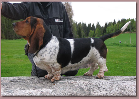 Bassador breeders cheap
