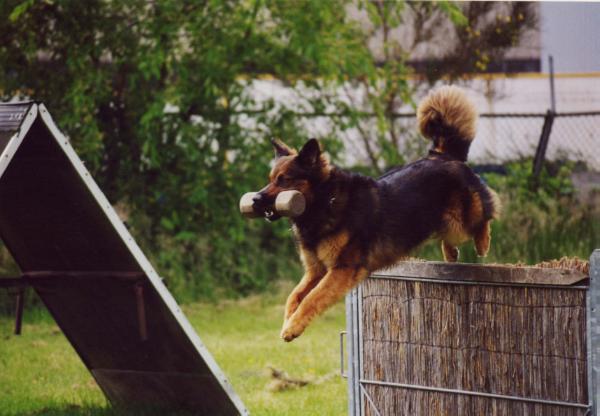 Alphons vom Rancher-Hof Dornbirn