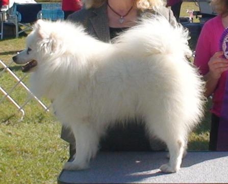 Kadoc's SR Snow Bear