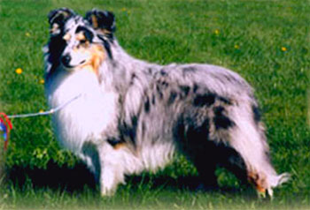 Deep Illusion's Ajax