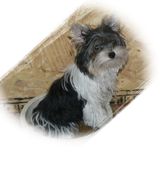 Sir Brittan von der Graber Haus