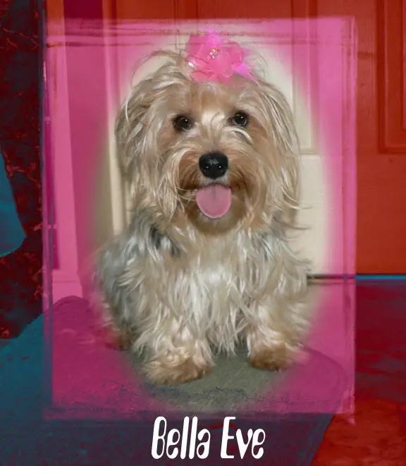 Bella Eve