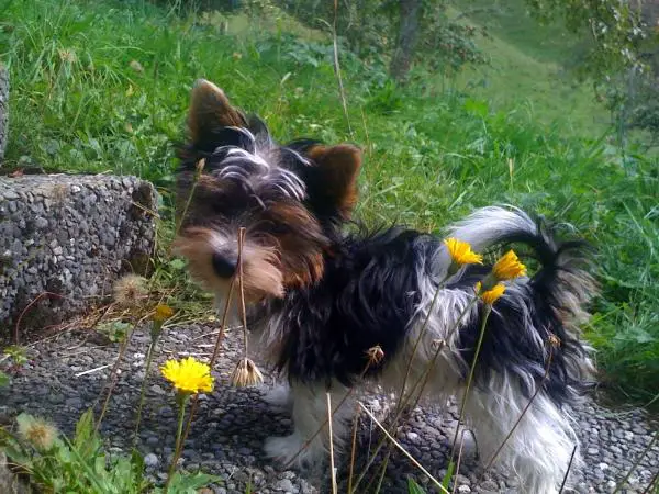 Cinzano vom Holzwinkel