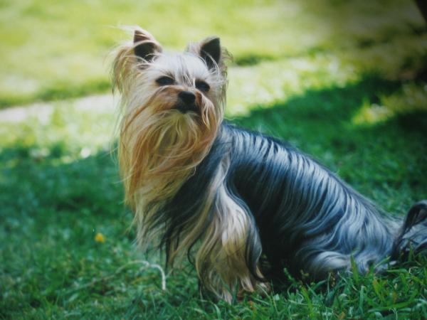 Butch von den kleinen Strolchen