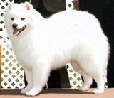 Nuuktok's Mikilak Nanuk