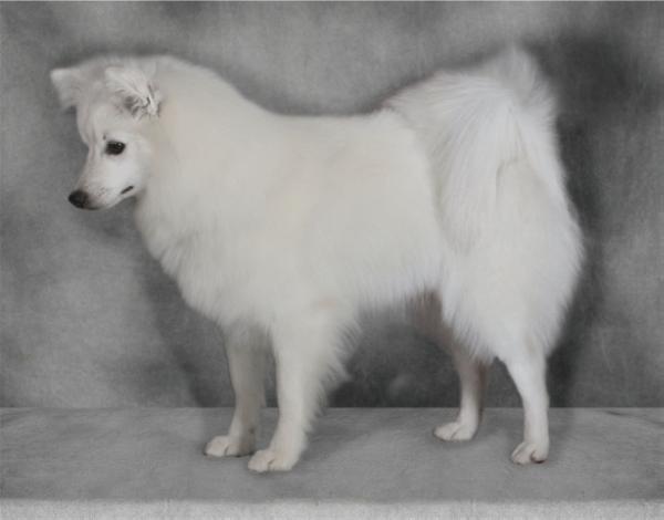 Whytepines Wynter Sno Princess