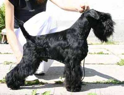 Lamigras Black Jaguar