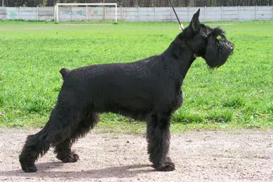 Ross Rino Imra