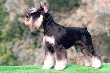 Santa Kniris Circea Natalie