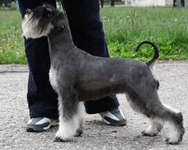 Langer Tatos Zabava