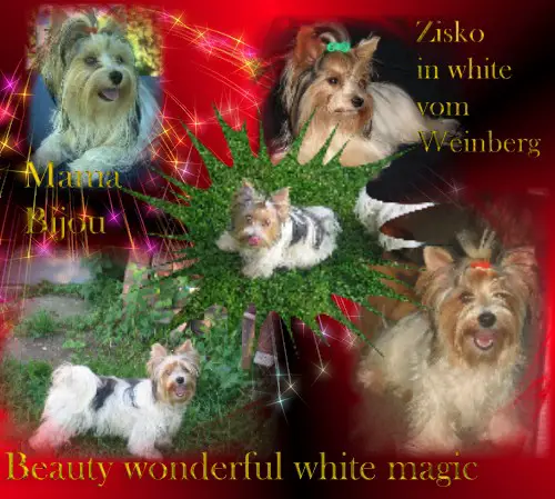 Beauty wonderful white magic fr.th  little Lions of Diamonds