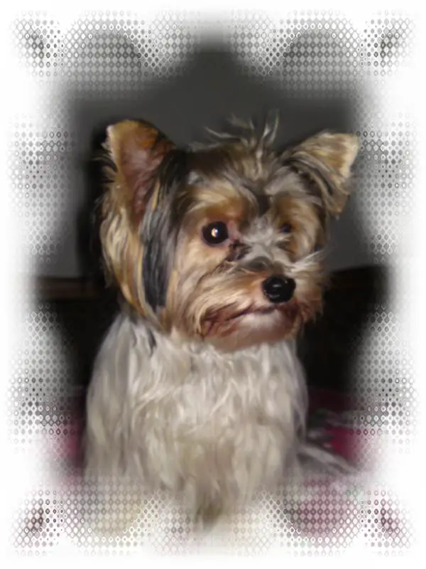 Benji my little star fr.the little Lions of Diamonds