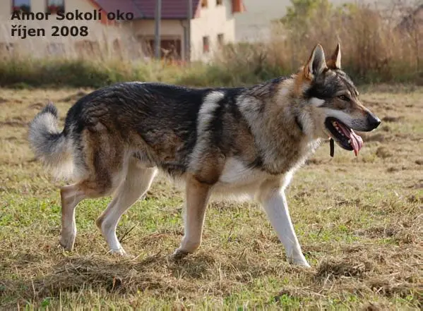 Amor Sokolí oko