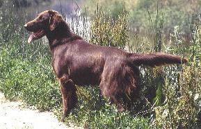 Roughcover Tawny Lightning