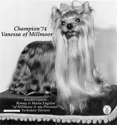 Vanessa of Millmoor