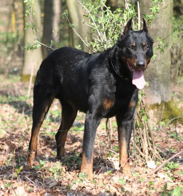 Artus z Husovy tvrze