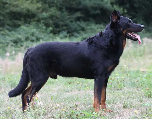 Ustaritz du Perouet