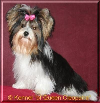 Ferdinand of Queen Cleopatra