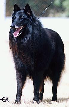 Fandy-Black de Condivicnum