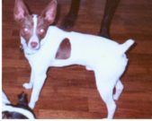 Koffyzon's Charlie Jo